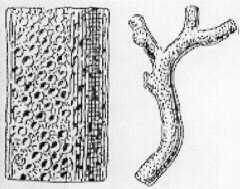 Bryozoaire